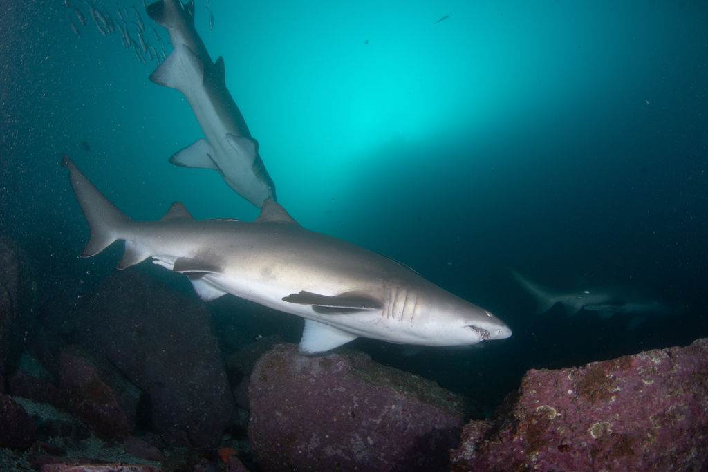 eb7bbe58-b68f-45c1-996e-035e82d4da9e