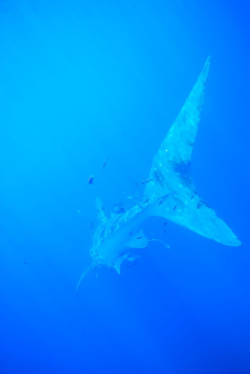 ae3770c4-6cc9-4c78-ba9a-dcdcedacdb35