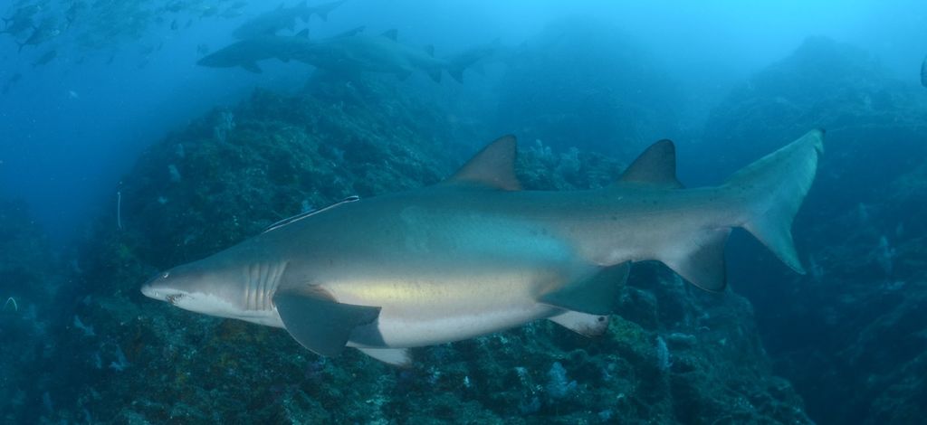 35ae158e-d4e3-44d6-8276-7c379410dcf3