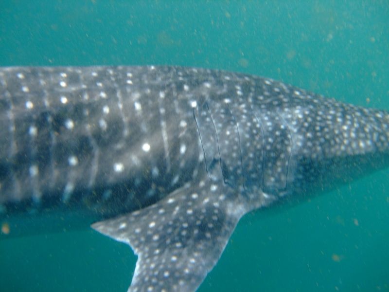 24c16a69-5a29-4138-93dc-0ed731ba8cb5