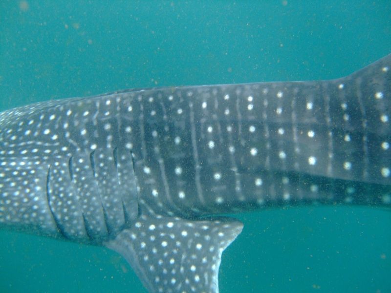 24c16a69-5a29-4138-93dc-0ed731ba8cb5