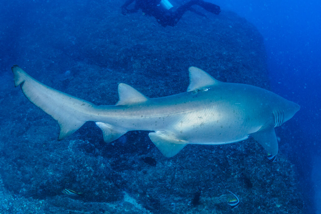 5c528607-0bf9-4f97-890f-a633a76efcfa