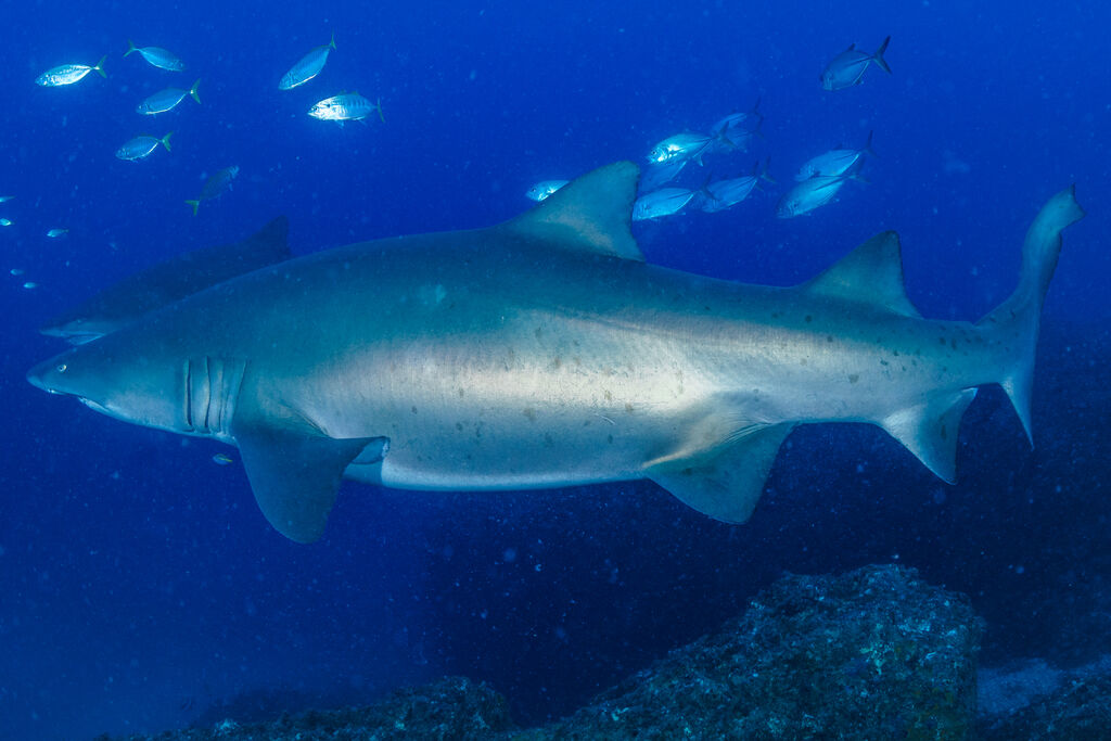 5c528607-0bf9-4f97-890f-a633a76efcfa