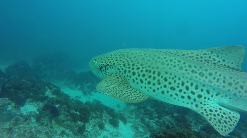 a35d67f6-1994-4258-bd58-3edc994bea35