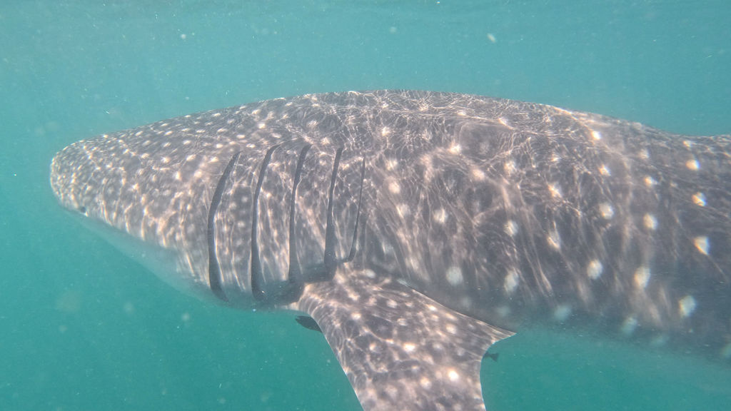 62f4452e-98b5-466f-aa5a-9e2151e51f0c