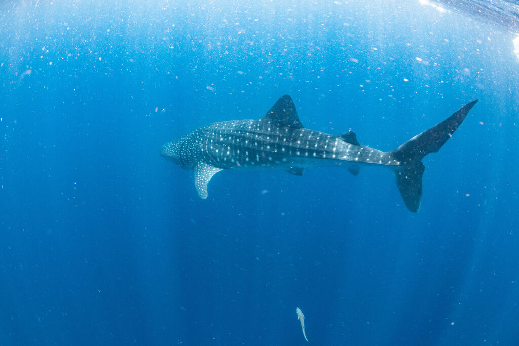 ee5f2d8e-ef85-433f-b201-01f2391a4965