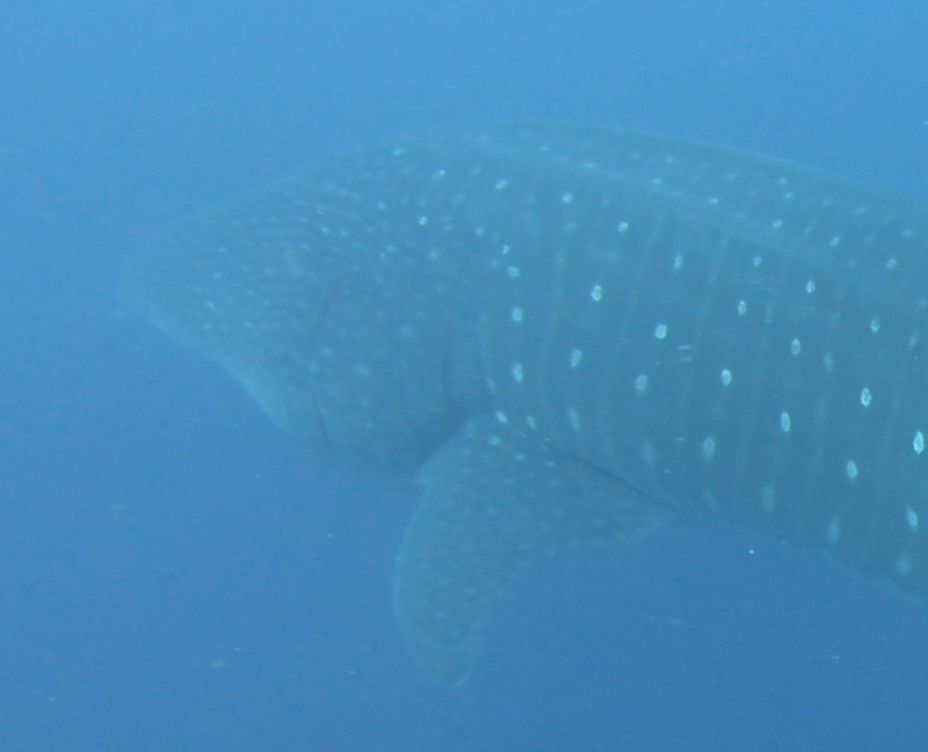 15284605-86ef-4834-ad7b-9907fc100fde