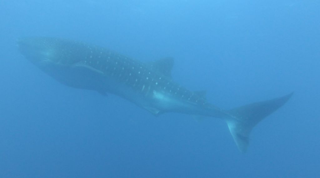 15284605-86ef-4834-ad7b-9907fc100fde