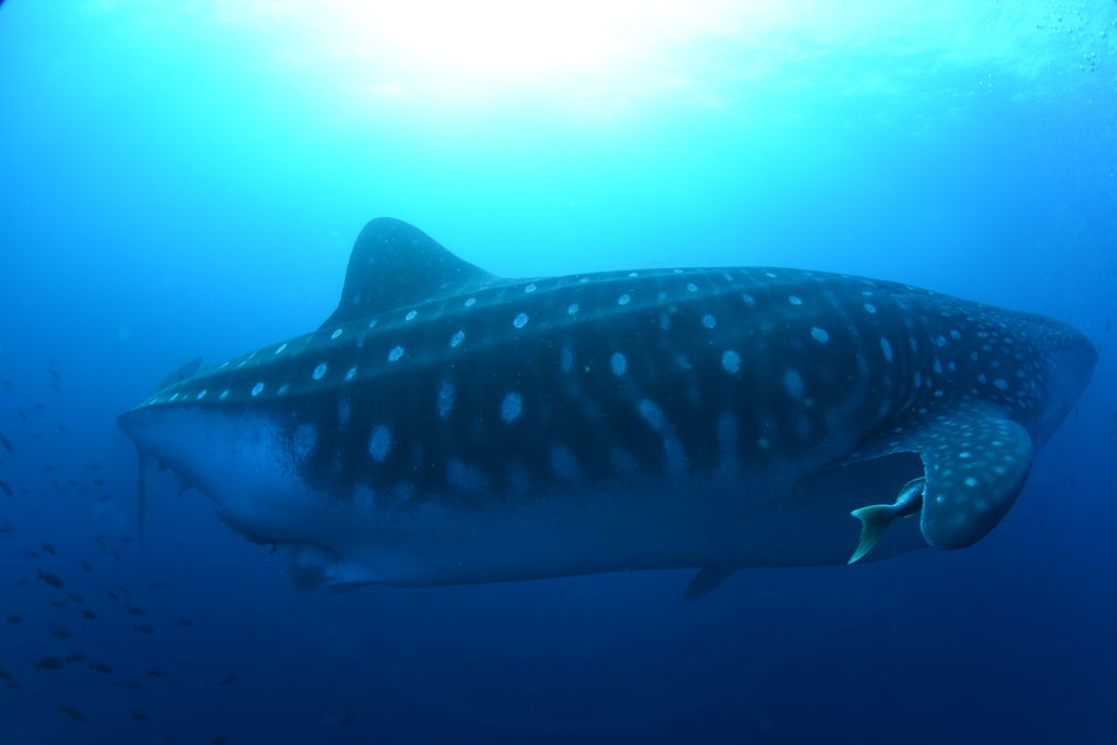 19c7544f-7991-45f0-a503-201b050aeed7