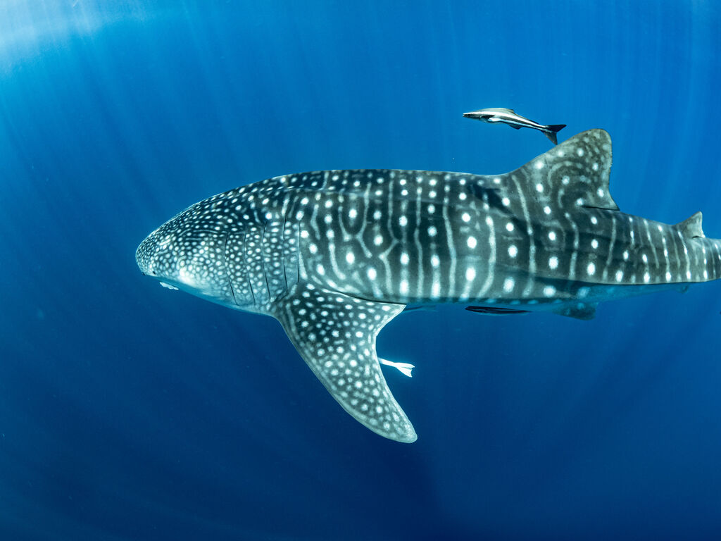 bdfbda7a-3e93-4ccf-b6b4-65384cc2c071