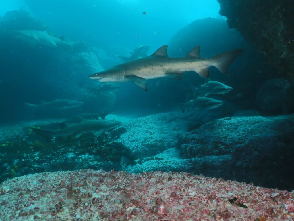 f6fc5086-f3a2-4cb7-a429-63a2f7db69ad