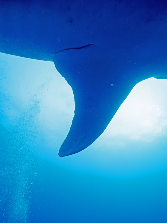 558f6a2a-f560-415e-8ee8-cf6477e75530