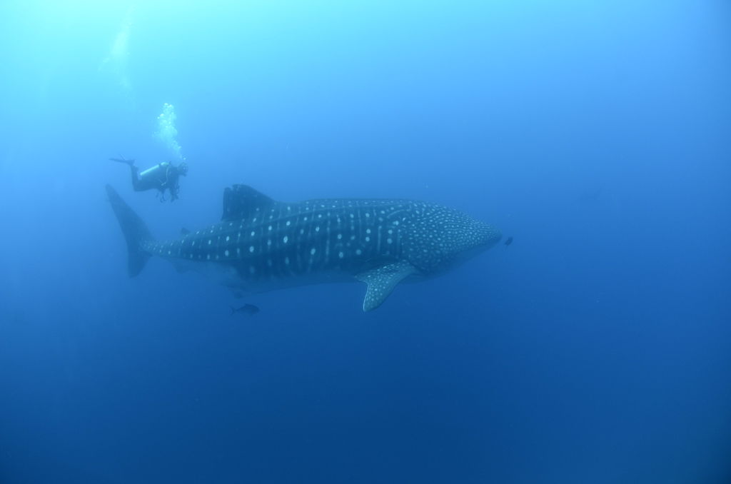 558f6a2a-f560-415e-8ee8-cf6477e75530