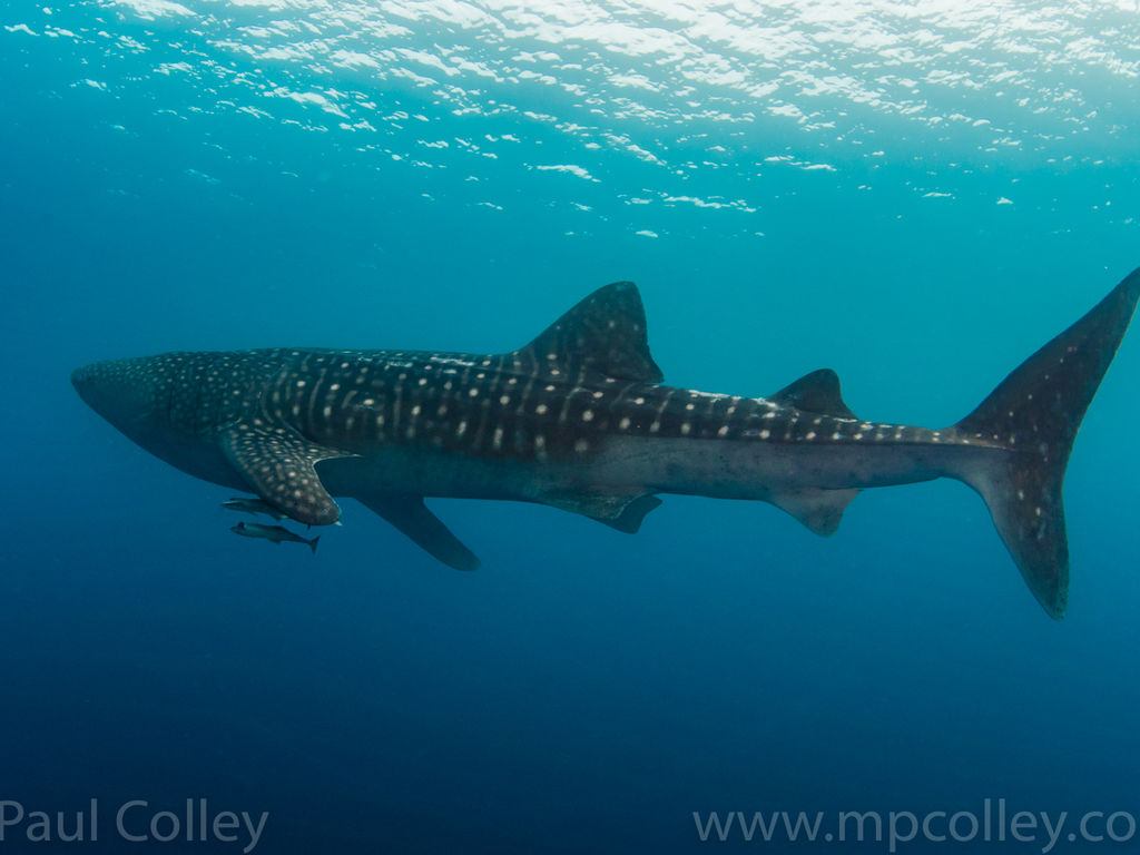 e0462ba3-5594-4f10-9a16-dbd8b11da1af