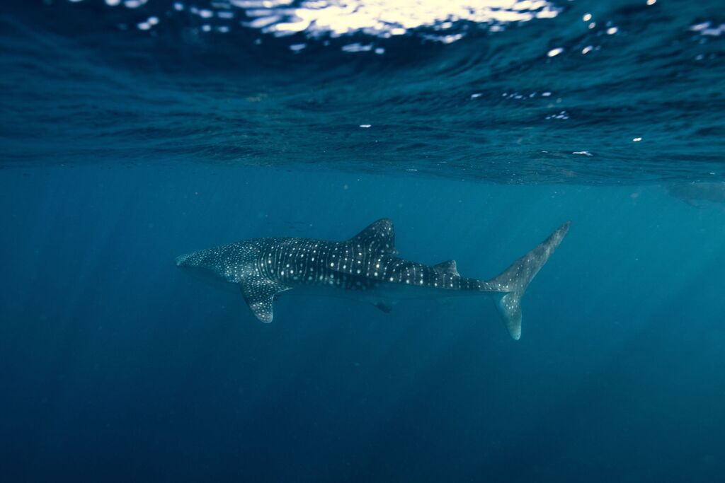 1ce41d35-f557-47aa-bbe2-e7de295967c9