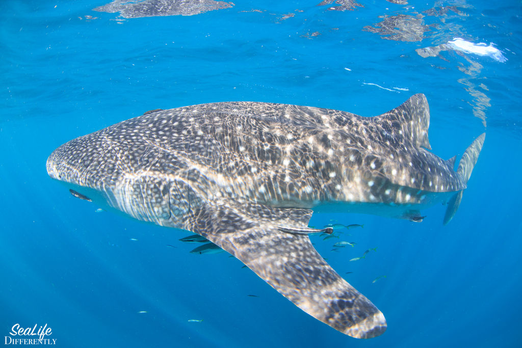 10b1dd2c-ac33-4c03-9a0e-ec7d03a9f169