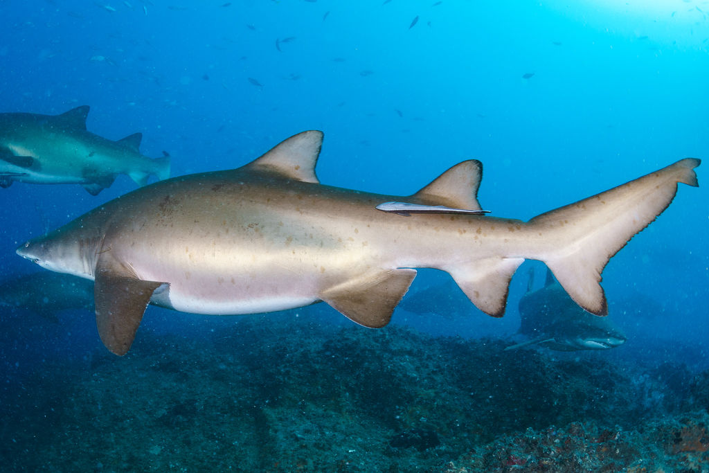 f0ddf070-e252-4f3a-a38b-d7da32e331dd