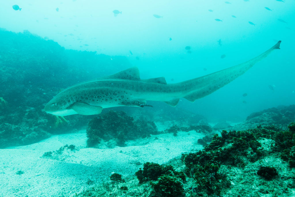 4cf543d1-6f08-4105-ac64-bc74efaf1032