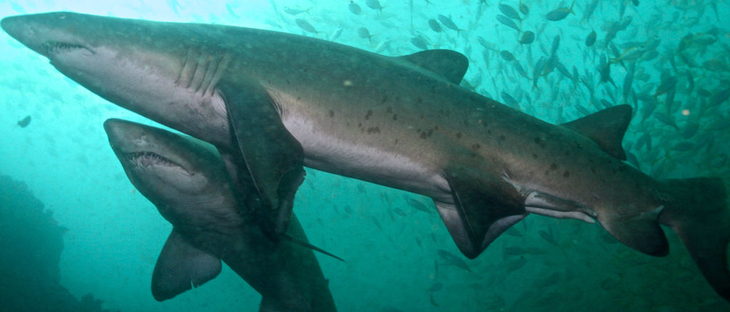 d3dd5313-d5c6-448c-8970-b440d22bb67e