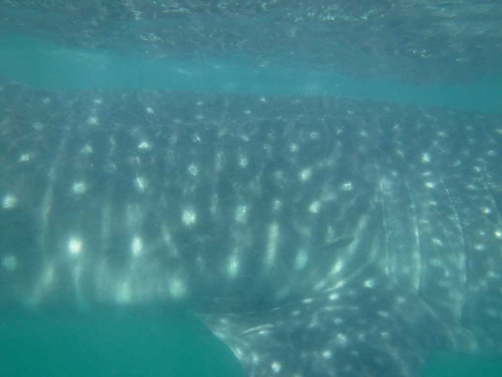 11efd23f-7aea-4980-9bf0-1beb35ac3349