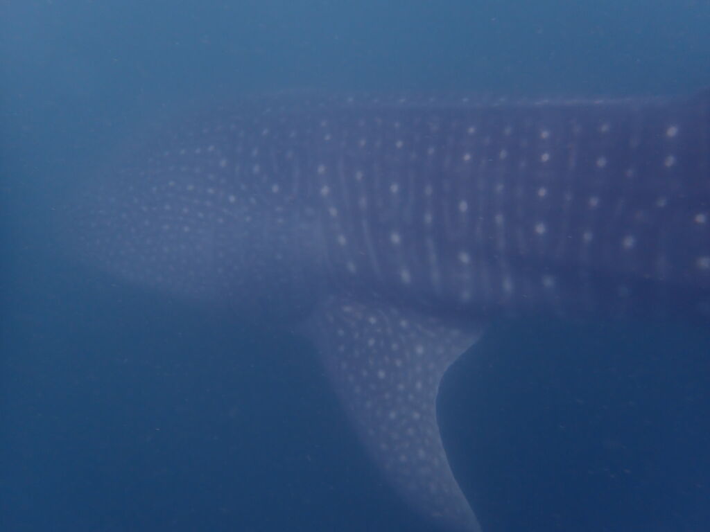 92e67c96-22a5-48f5-9af0-a4dd90767bdf