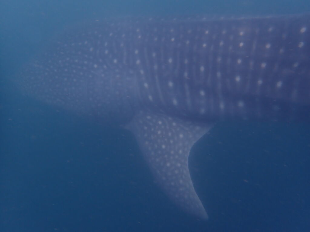 92e67c96-22a5-48f5-9af0-a4dd90767bdf