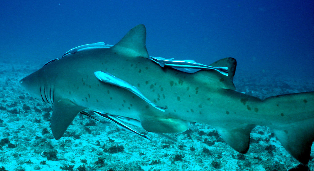 b41b8738-e359-4b01-b32b-9dff82239a13