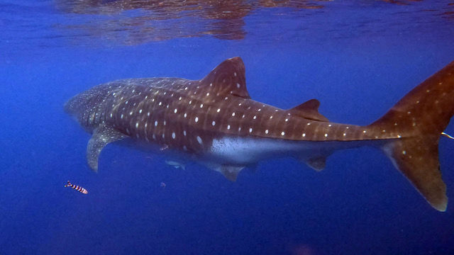 0b5dc500-ac18-4d69-a9ae-7e9aa5646d2a