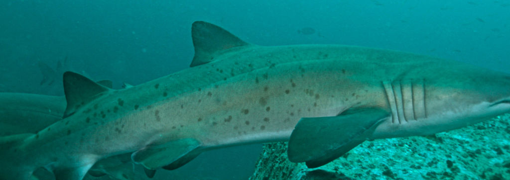 0cfe5d21-5cbc-40f4-8115-73410dd5fc89