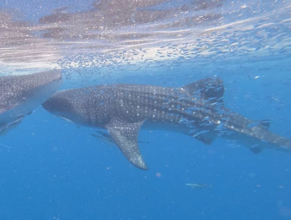 377f7598-85c8-4b33-acb3-5739b91b1fe2