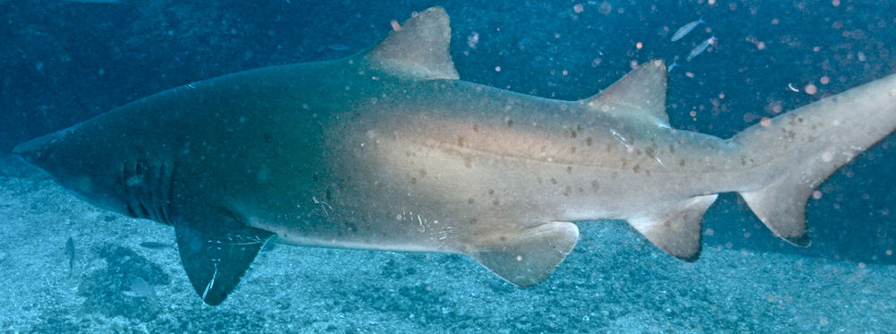 caffdff0-f529-4ec0-bbc4-301fa8a8c3eb