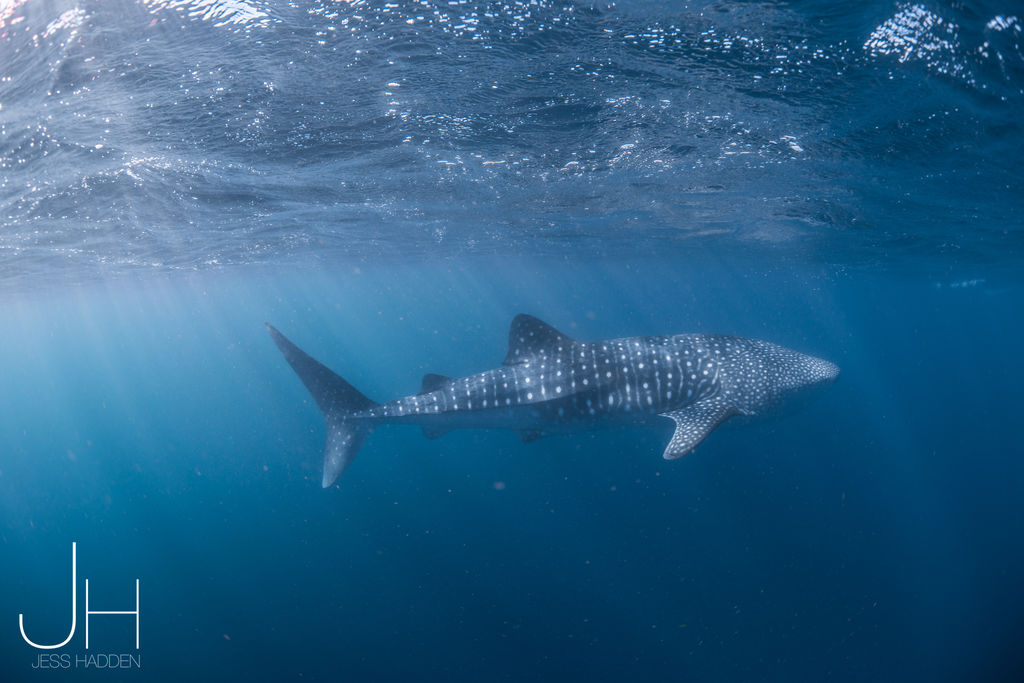 54a93e6d-aa2d-4405-9363-685b0c091394