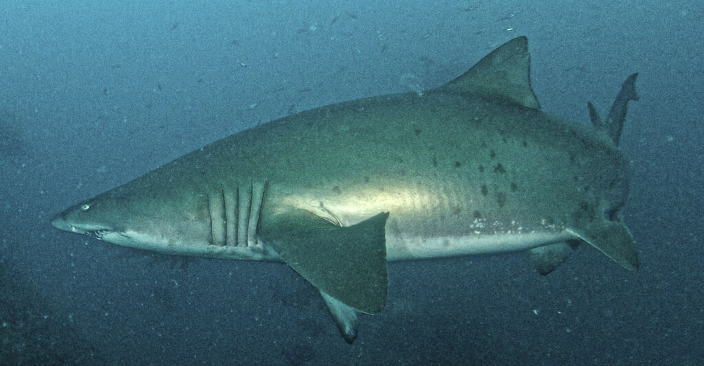 ae15525e-3f39-4151-bab5-ae6a2fe77ac9