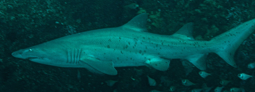 d5288981-279d-4192-931f-7042969a1718