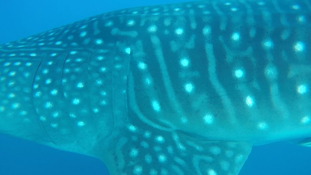 d4a4467f-1afa-4010-8f0f-41014afbe0dc