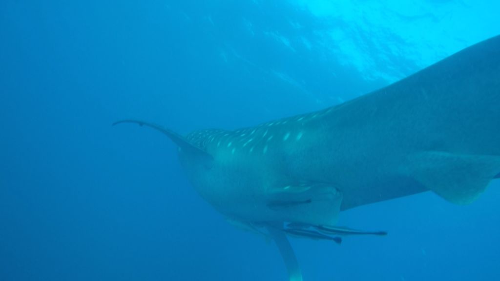 d4a4467f-1afa-4010-8f0f-41014afbe0dc