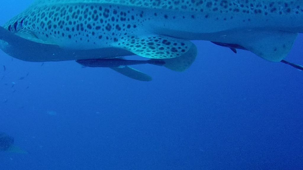 1a638bb8-9d84-4b23-aa00-cfd43d412e3b