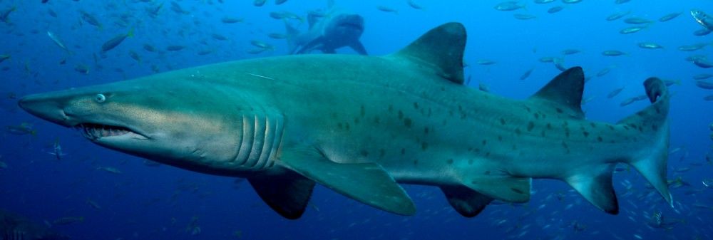 2eb58cb6-279a-4eb9-a628-b4265c02f2b9