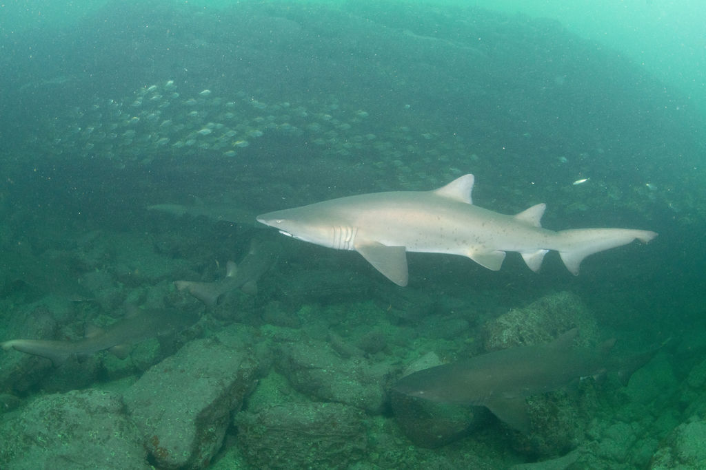 8ea088f3-528d-4322-b5bc-3cd26b485ce8