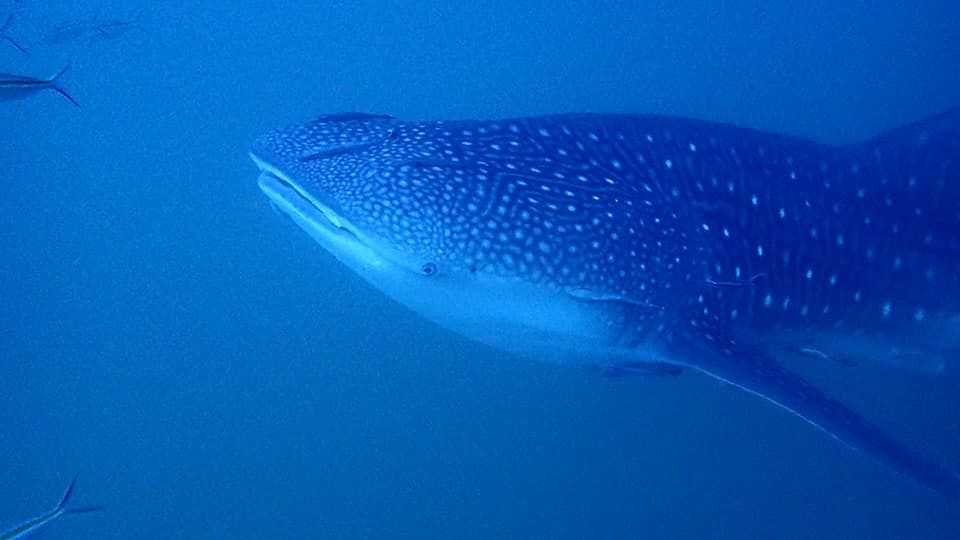 6756fae4-c758-4c60-8394-e3e5a99eeb67