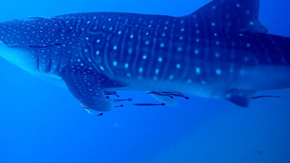 6756fae4-c758-4c60-8394-e3e5a99eeb67