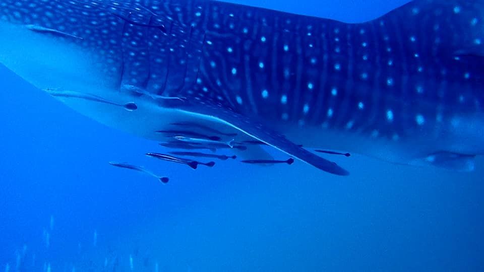 6756fae4-c758-4c60-8394-e3e5a99eeb67