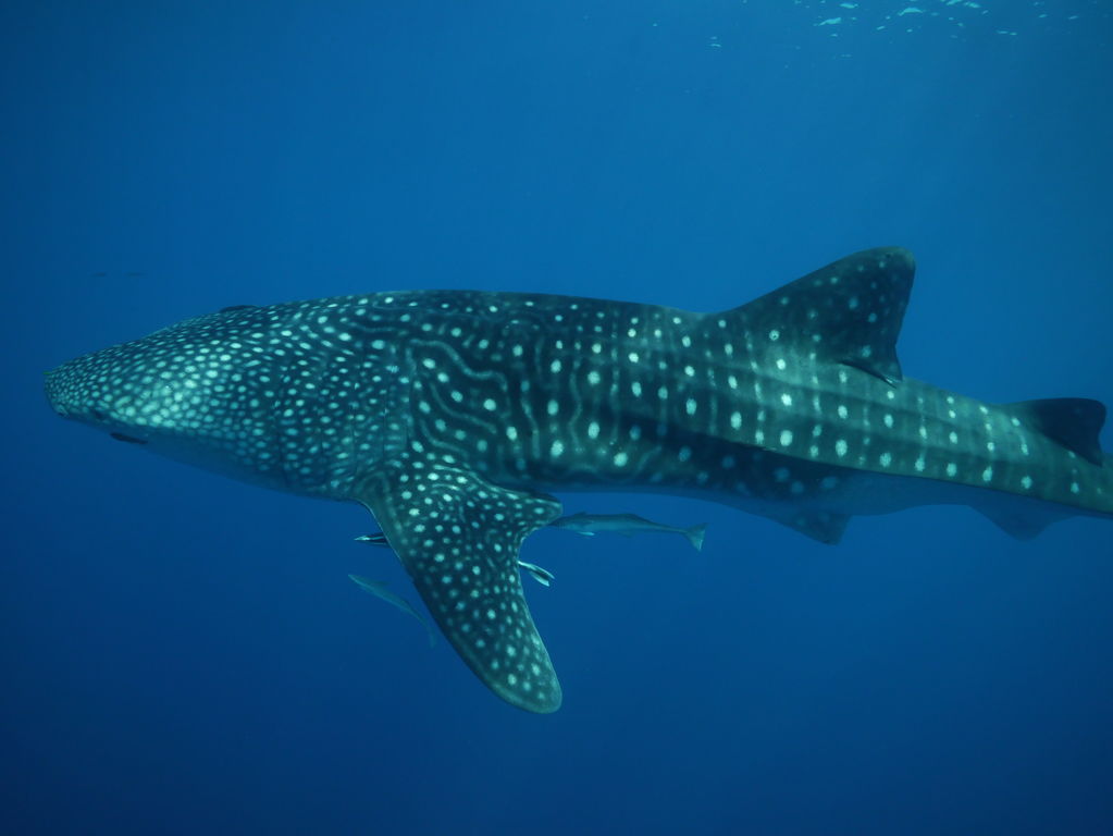 6382f685-fa12-4833-90d0-294c65b61b3d