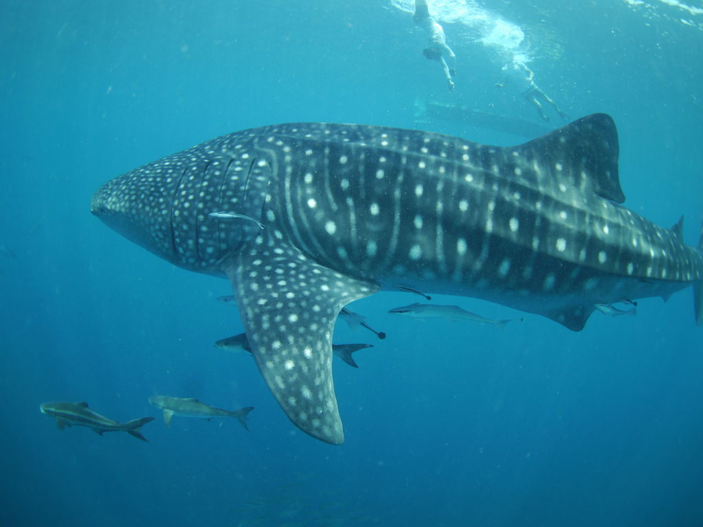 b28792cf-587b-4c95-bca1-dee0cf426282