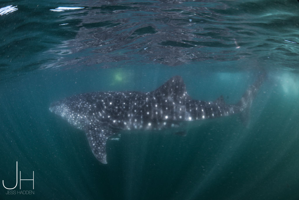 321e7450-cdd9-4e01-b48e-6c3bcf09441e