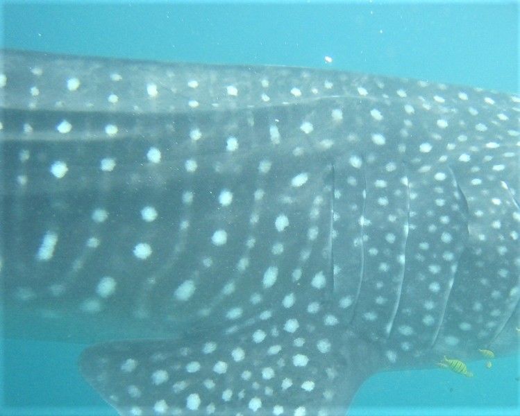 2e03ef1c-e39d-4187-9b9e-a5213a5bc786