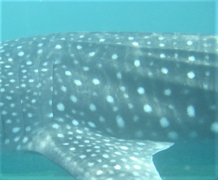 2e03ef1c-e39d-4187-9b9e-a5213a5bc786