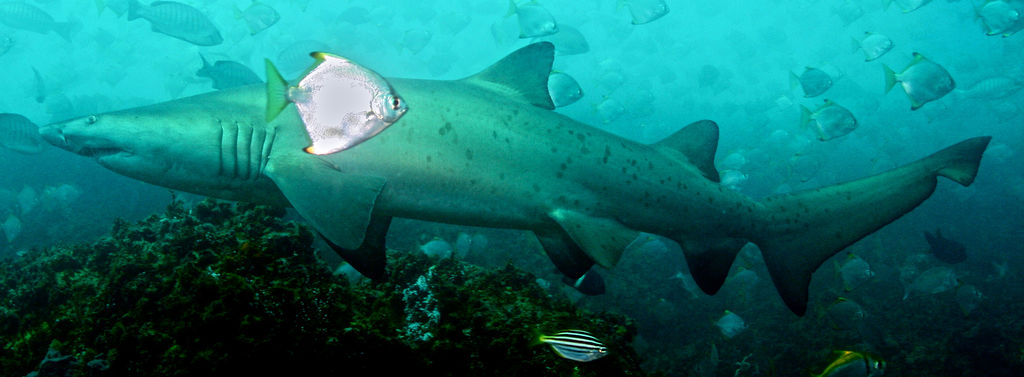 d3de591c-8e55-4ec7-a9b2-de72d25c0de8