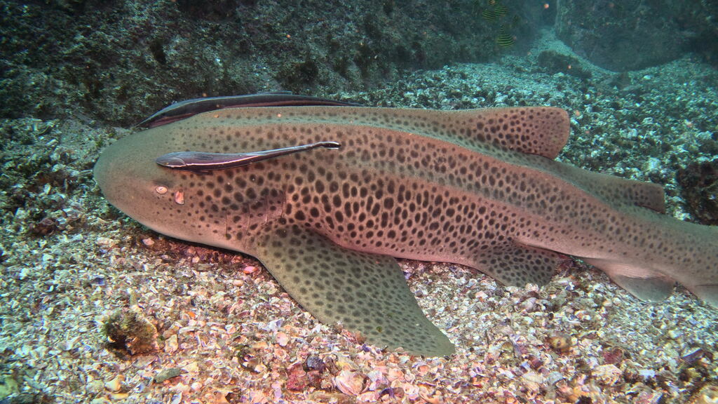 098cfc3f-e7c1-4857-b9ff-7a1d8ce08e29