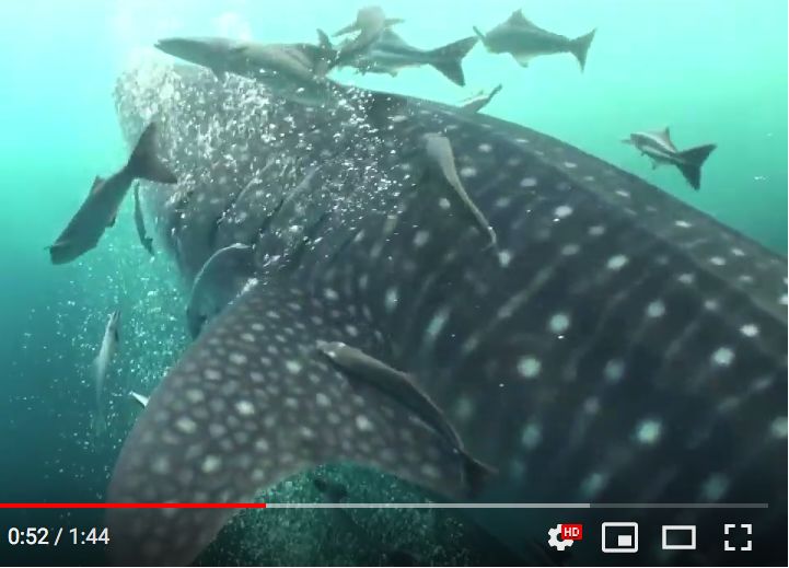 a838bb48-ffdd-4556-838f-5fb425283418